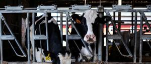 Die Kühe auf einer Farm in Rockford, Illinois, fressen gerade in einem Stall.