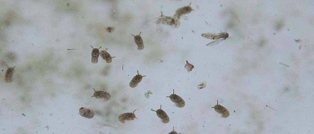  Puppen und Larven einer südlichen Hausmücke (Culex quinquefasciatus) im Bernhard-Nocht-Institut für Tropenmedizin (BNITM) in Hamburg. (Archiv)