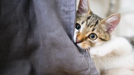 Eine Katze.