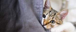 Eine Katze.