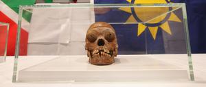 Ein Schädel in einer Vitrine