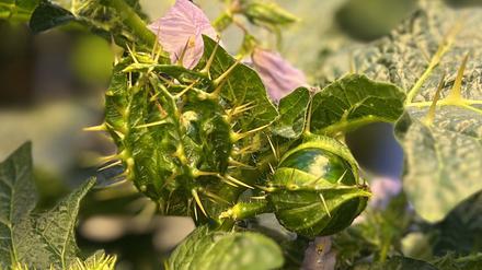 Wehrhafte Aubergine: Die Art Solanum macrocarpon, auch bekannt als Gboma-Eierfrucht.