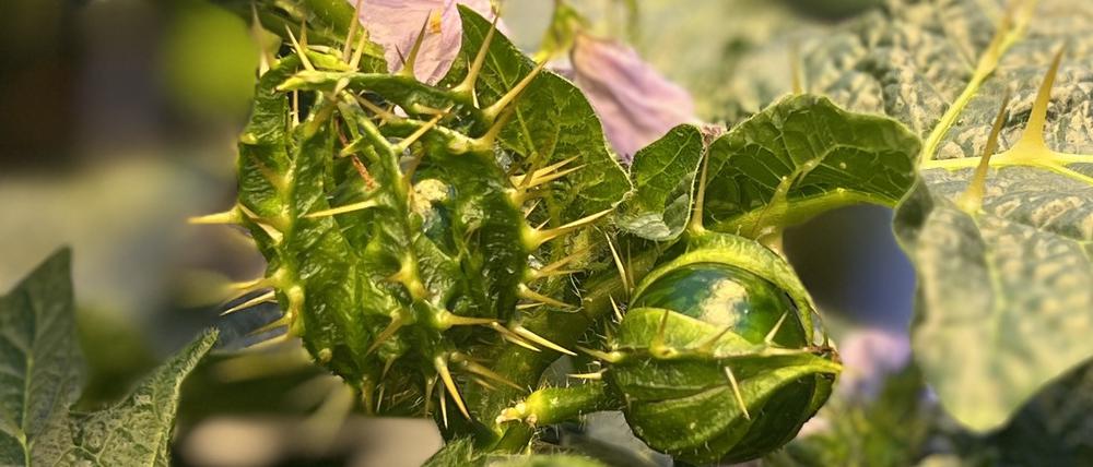 Wehrhafte Aubergine: Die Art Solanum macrocarpon, auch bekannt als Gboma-Eierfrucht.