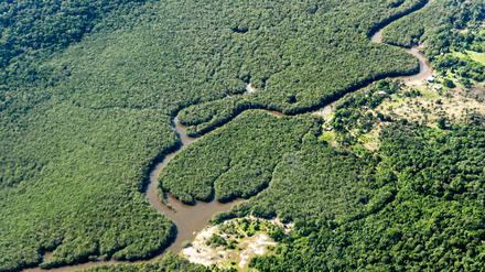 Ein kleiner Fluss schlängelt sich durch den Amazonas-Regenwald.