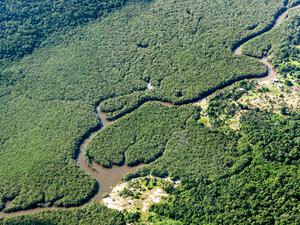 Ein kleiner Fluss schlängelt sich durch den Amazonas-Regenwald. 