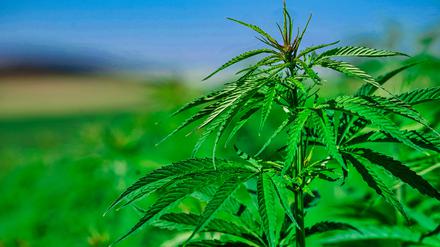 Nutzhanf enthält kaum THC und darf legal angebaut werden. Doch in der Praxis gibt es viele Hürden für Landwirte.