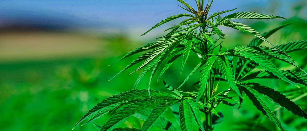 Nutzhanf enthält kaum THC und darf legal angebaut werden. Doch in der Praxis gibt es viele Hürden für Landwirte.