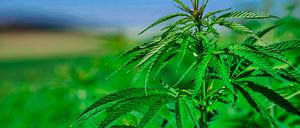 Nutzhanf enthält kaum THC und darf legal angebaut werden. Doch in der Praxis gibt es viele Hürden für Landwirte.
