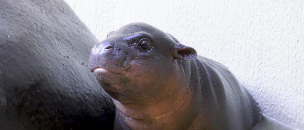Das noch namenlose Hippo-Baby im Berliner Zoo.