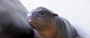Das noch namenlose Hippo-Baby im Berliner Zoo.
