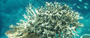 Korallenpolypen stoßen bei zu hohen Temperaturen ihre Endosymbionten ab und verbleichen.