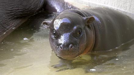 Das Baby-Hippo nimmt ein Bad im Zoo Berlin.