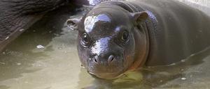 Das Baby-Hippo nimmt ein Bad im Zoo Berlin.