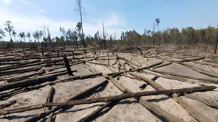 Trockener Sandboden und verkohlte Kiefernstämme, aufgenommen nach dem Waldbrand. Im Juni 2023 loderten zwei Wochen lang Flammen bei Jüterbog. 