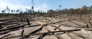 Trockener Sandboden und verkohlte Kiefernstämme, aufgenommen nach dem Waldbrand. Im Juni 2023 loderten zwei Wochen lang Flammen bei Jüterbog.
