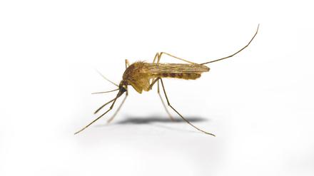 Gemeiner Blutsauger. Das Friedrich-Loeffler-Institut hat als Überträger des West-Nil-Virus auch die in Deutschland heimische Gemeine Stechmücke identifiziert. 