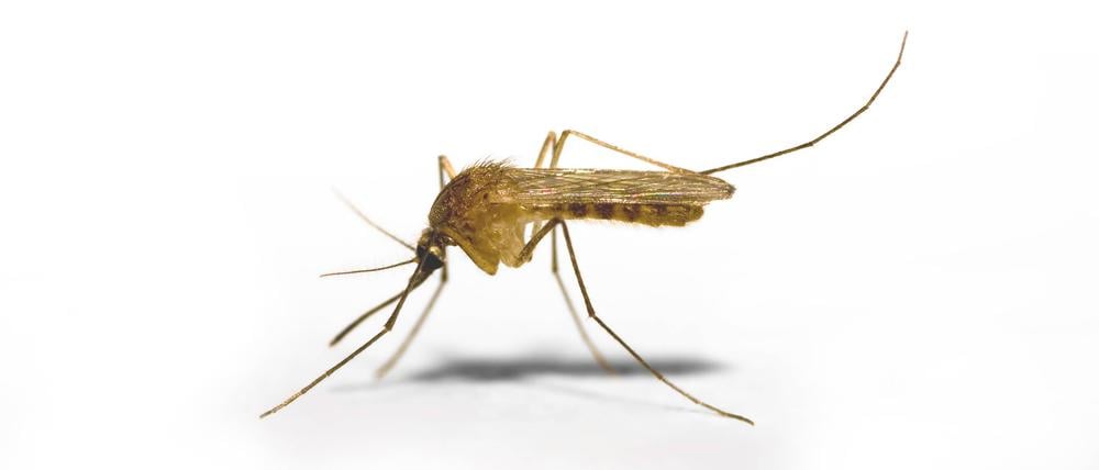 Gemeiner Blutsauger. Das Friedrich-Loeffler-Institut hat als Überträger des West-Nil-Virus auch die in Deutschland heimische Gemeine Stechmücke identifiziert.