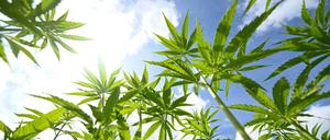 In Potsdam wird frühestens im Frühjahr 2025 mit dem Cannabis-Anbau begonnen.