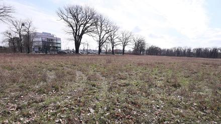 Potsdam darf auf einer Brache an der Nedlitzer Straße ein Containerdorf für Geflüchtete errichten. Das Oberverwaltungsgericht bestätigte jetzt eine entsprechende Entscheidung des Verwaltungsgerichts.