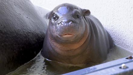 Das Zwergflusspferd badend im Berliner Zoo. 