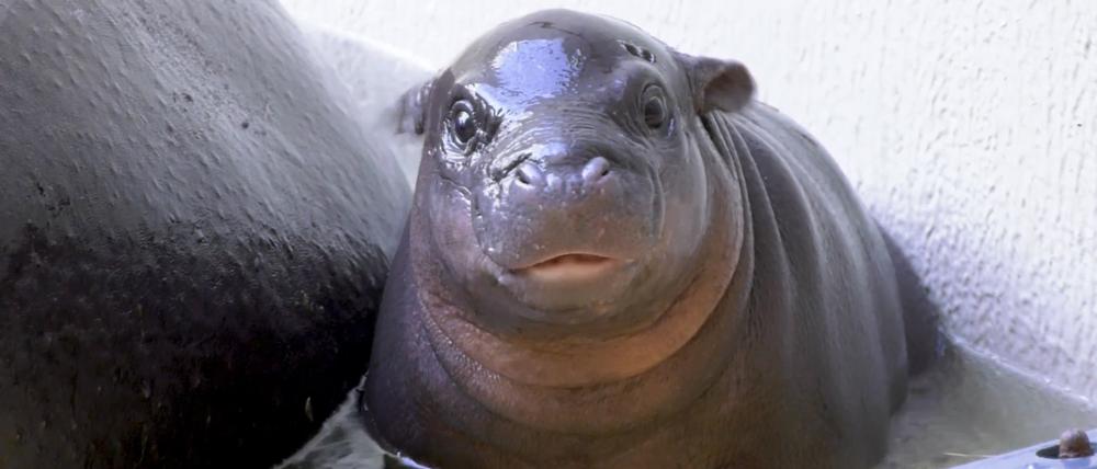 Das Zwergflusspferd badend im Berliner Zoo.