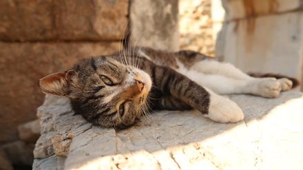 Cat relaxing in the shade at the archeological site of Ephesus, Turkey
