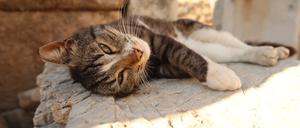 Cat relaxing in the shade at the archeological site of Ephesus, Turkey