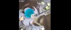 Russische Soldaten trinken aus einer Pfütze.