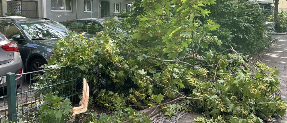 Sturmschäden in der Elberfelder Straße in Berlin-Moabit.