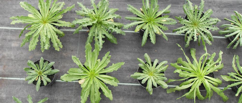 Aus Kaukasischem Löwenzahn sollen die Grundbausteine für synthetischen Kautschuk gewonnen werden.