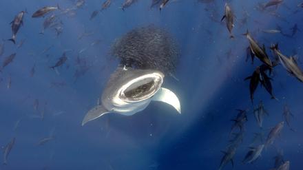 Ozeanriese im Fressrausch: Das Siegerfoto zeigt einen Walhai, der von anderer Fische Arbeit profitiert.