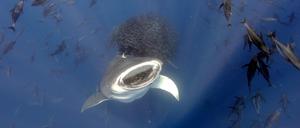 Ozeanriese im Fressrausch: Das Siegerfoto zeigt einen Walhai, der von anderer Fische Arbeit profitiert.