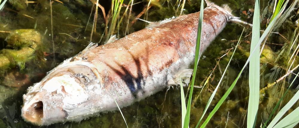 Anwohner am Heiligen See in Potsdam ärgern sich über faulende Fische im Wasser und Behörden, die nichts unternehmen.