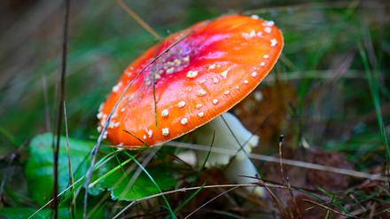 Ein Pilz mit rötlicher Kappe und weissen Punkten wächst auf einer Wiese.