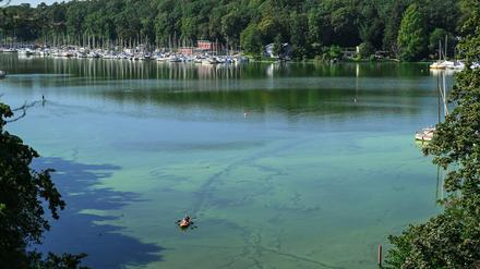 Ein Paddelboot durchquert in Berlin einen Teppich aus Blaualgen. Foto: Soeren Stache/dpa