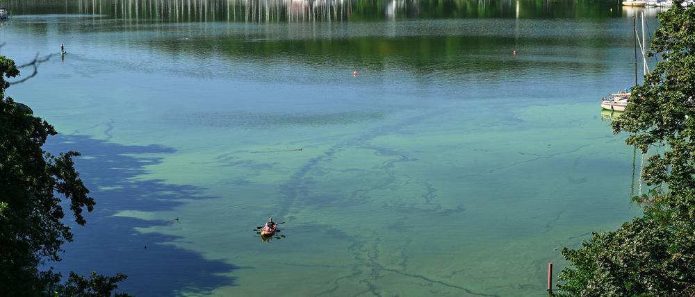 Ein Paddelboot durchquert in Berlin einen Teppich aus Blaualgen. Foto: Soeren Stache/dpa