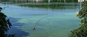 Ein Paddelboot durchquert in Berlin einen Teppich aus Blaualgen. Foto: Soeren Stache/dpa
