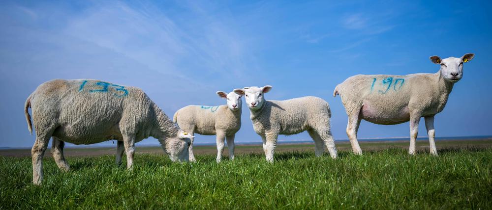 Schafe und Lämmer auf einem Deich in Ostfriesland. 