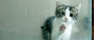 Ist sie, oder er, traurig? Wir wissen es nicht. Aber das Bild ist es irgendwie.