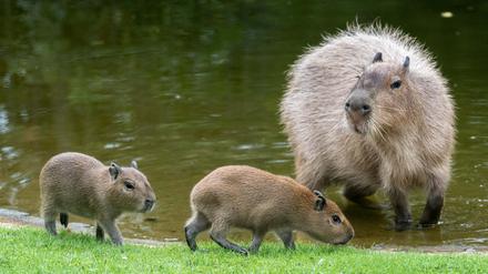 Immer mit der Ruhe: Wasserschweine sind entspannte Tiere.