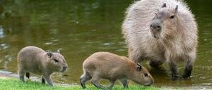 Immer mit der Ruhe: Wasserschweine sind entspannte Tiere.