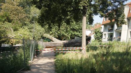 Ende Juli 2024 umgestürzte Schwarzpappel mit zwei Meter dickem Stamm auf dem Gehweg im Schäferseepark.