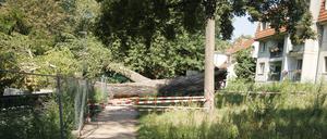 Ende Juli 2024 umgestürzte Schwarzpappel mit zwei Meter dickem Stamm auf dem Gehweg im Schäferseepark.