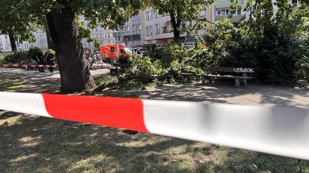 Astbruch im Ottopark, Moabit