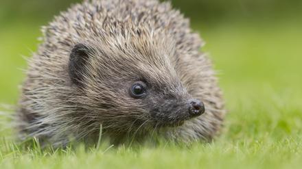 Ein Braunbrustigel, auch Westeuropäischer Igel oder Westigel genannt, sitzt auf einer Wiese.