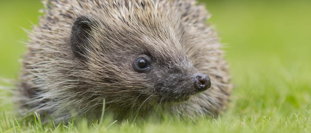 Ein Braunbrustigel, auch Westeuropäischer Igel oder Westigel genannt, sitzt auf einer Wiese.