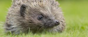 Ein Braunbrustigel, auch Westeuropäischer Igel oder Westigel genannt, sitzt auf einer Wiese.