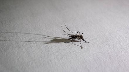 Eine Mücke sitzt auf einer Oberfläche und wirft einen langen Schatten.