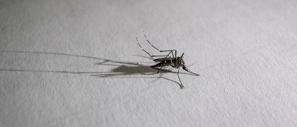 Eine Mücke sitzt auf einer Oberfläche und wirft einen langen Schatten.