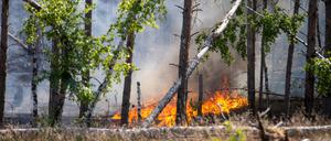 Waldbrand in Jüterbog 2024.